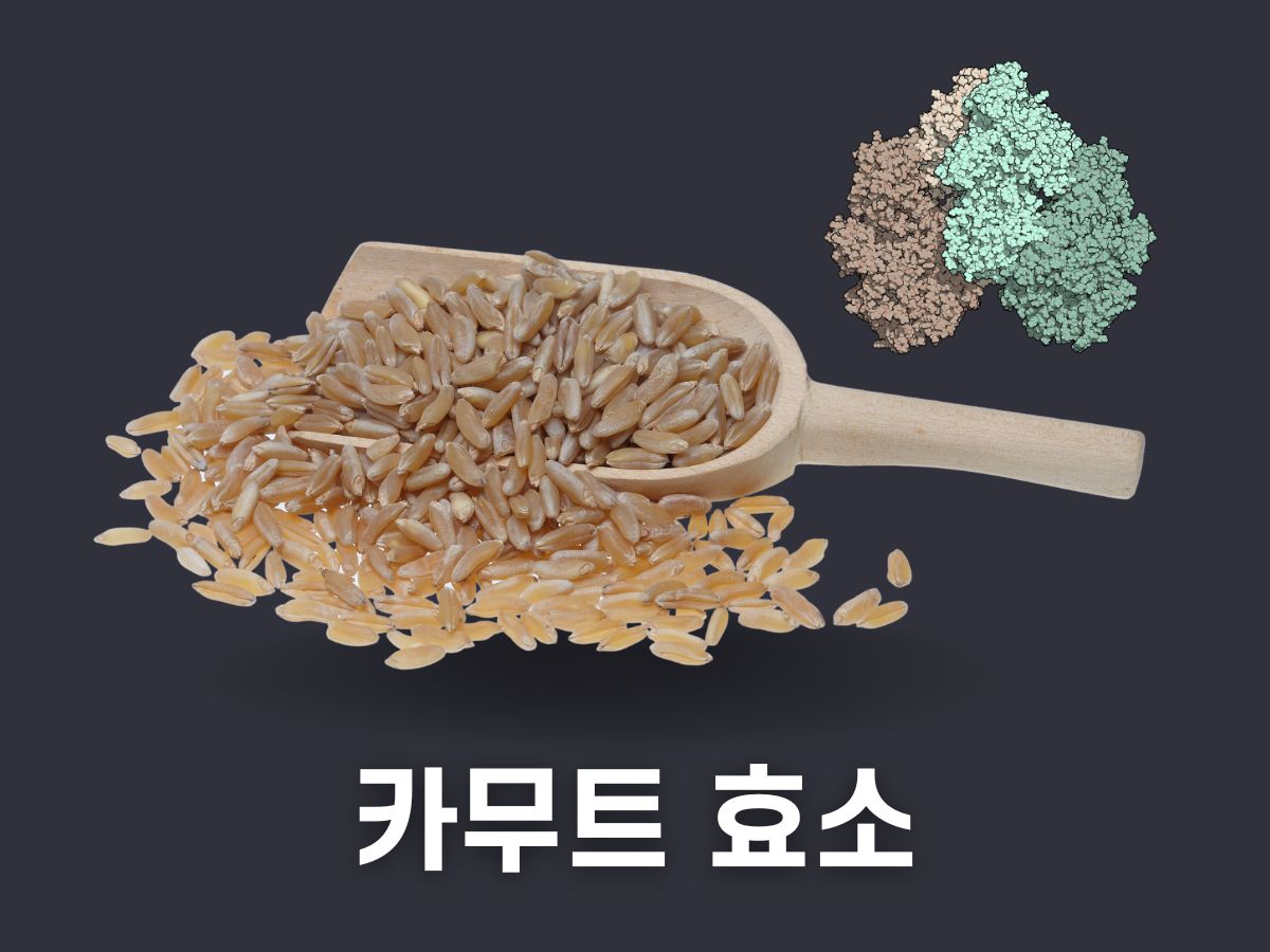 카무트 효소