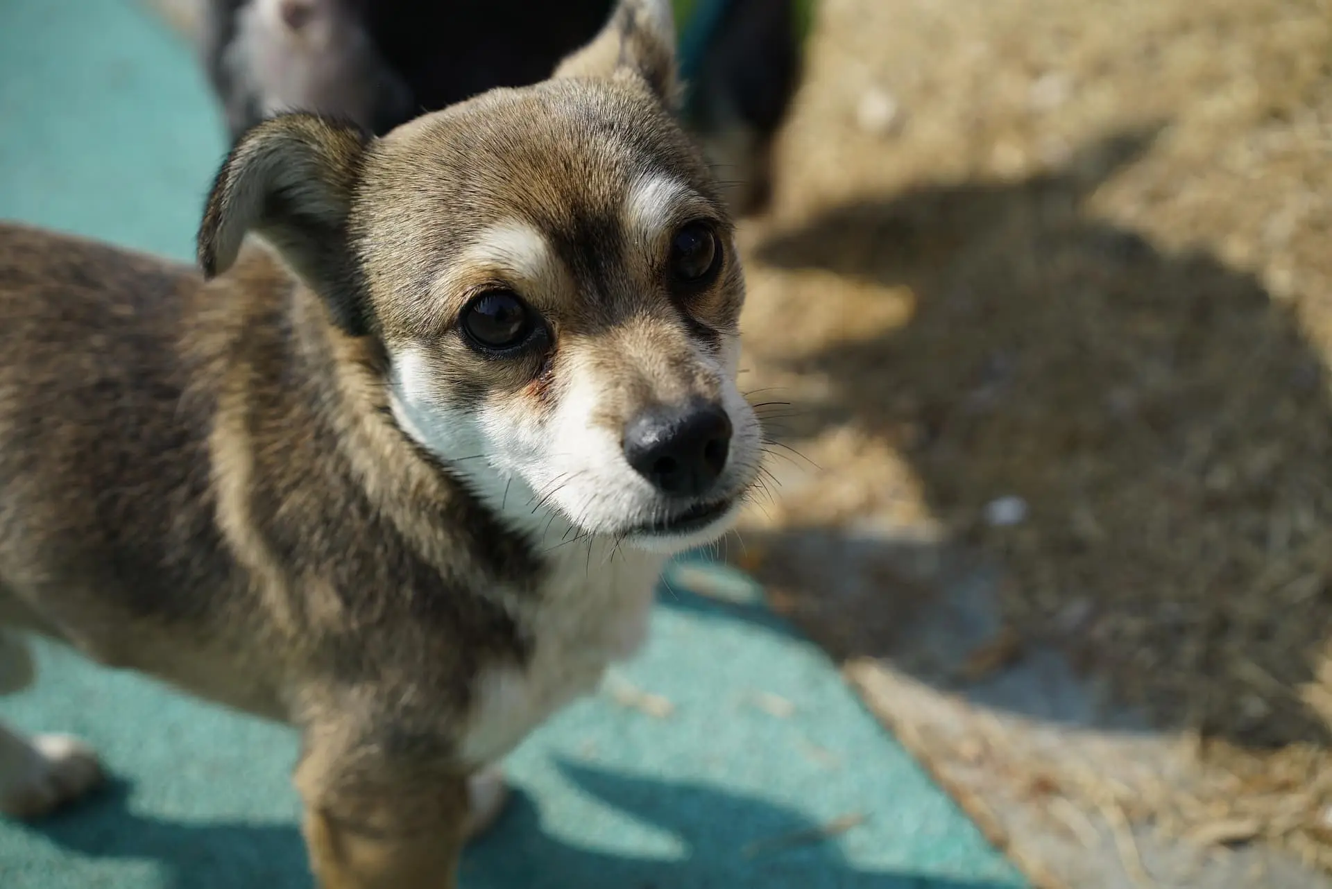 마이펫페어 2026 일산 Part 1 일정·입장료·주차 총정리