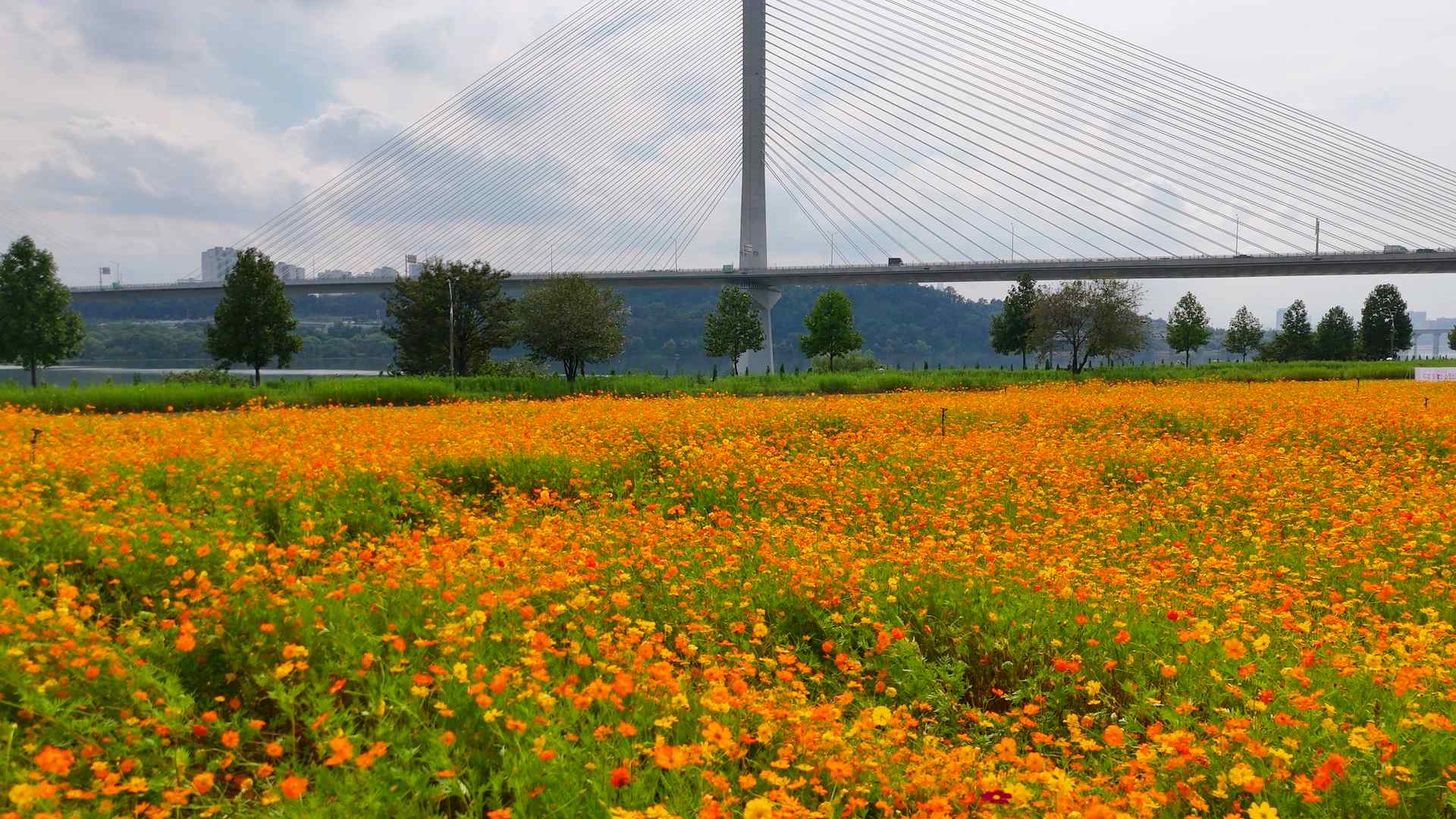 구리시민공원 코스모스