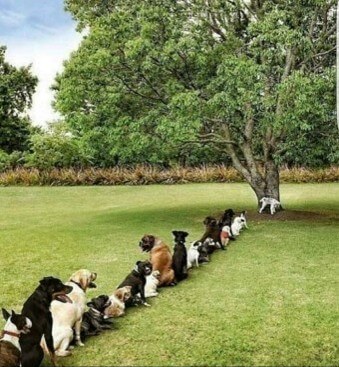 나무-밑에서-용변을-보고있는-개를-한줄로-줄을서서-기다리는 -견공들