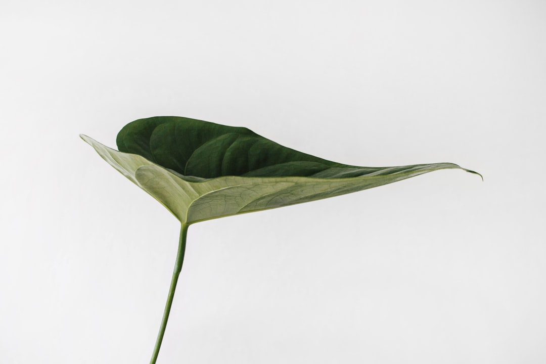 Minimalism