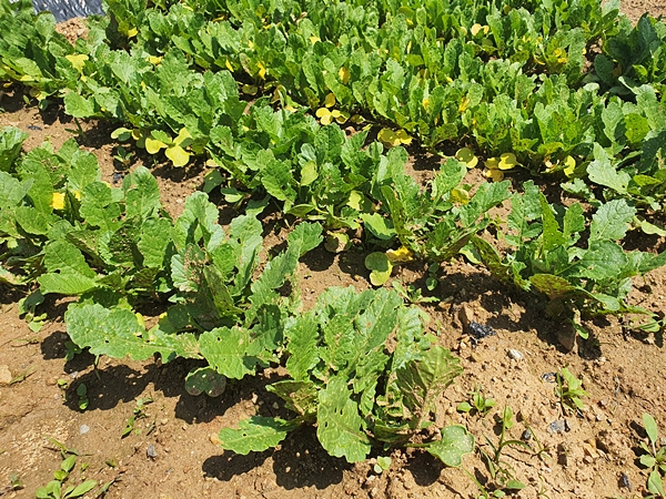 열무 파종 시기