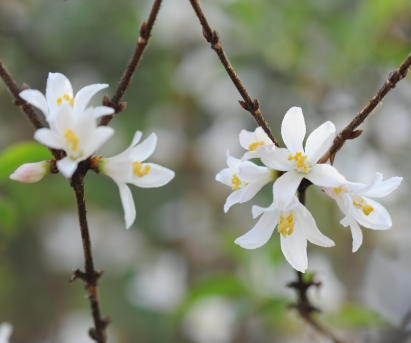 매화말발도리 꽃