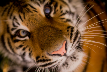 2025년 6월 호랑이띠 생년별 운세