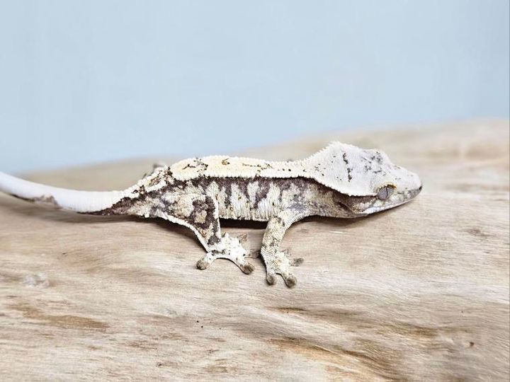 퍼플핸드님의-크마카세로-분양을-결정한-화이트스팟의-너무-이쁜-수컷-크레