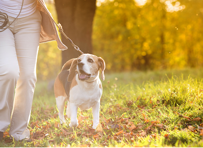 반려견놀이터소개2
