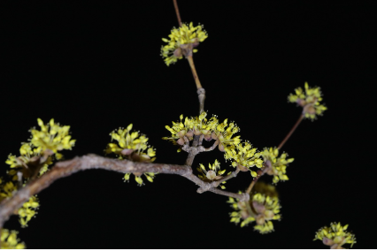 구례 산수유축제