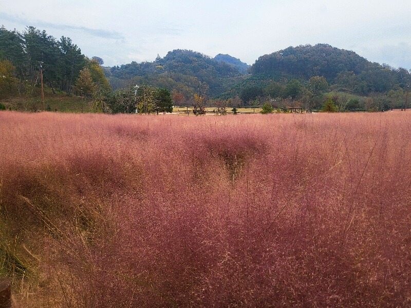 함안 악양생태공원 핑크뮬리