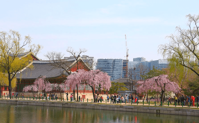 서울 벚꽃명소 추천 BEST 10+ 데이트 코스