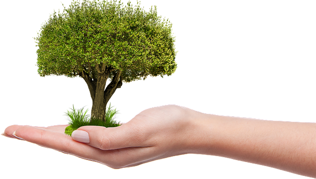 조경수 이식 및 식재