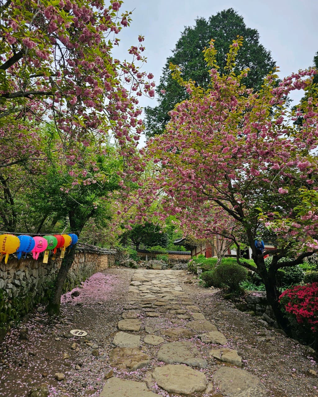 [4월 봄꽃 여행]순천 선암사❘진달래, 겹벚꽃, 홍매화, 개화시기