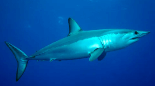 상어가 심해에서 헤엄치고 있는 장면