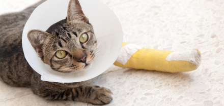 예쁜 방에서 편히 쉬는 고양이.