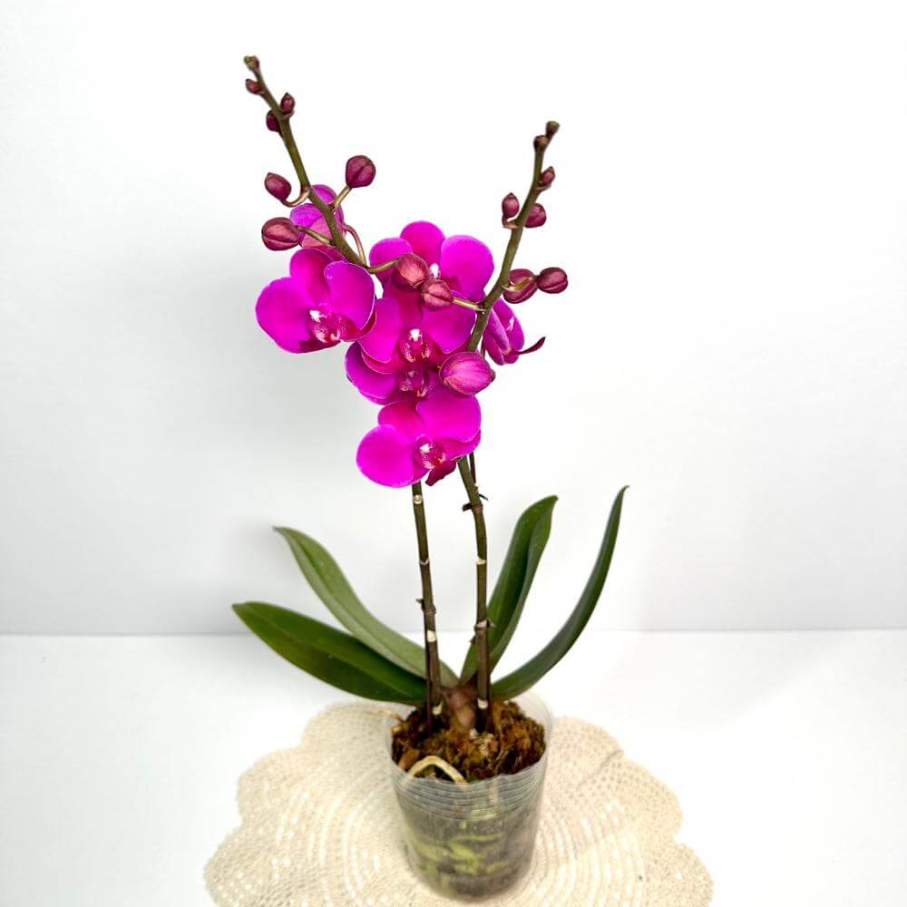 호접란 키우는 방법