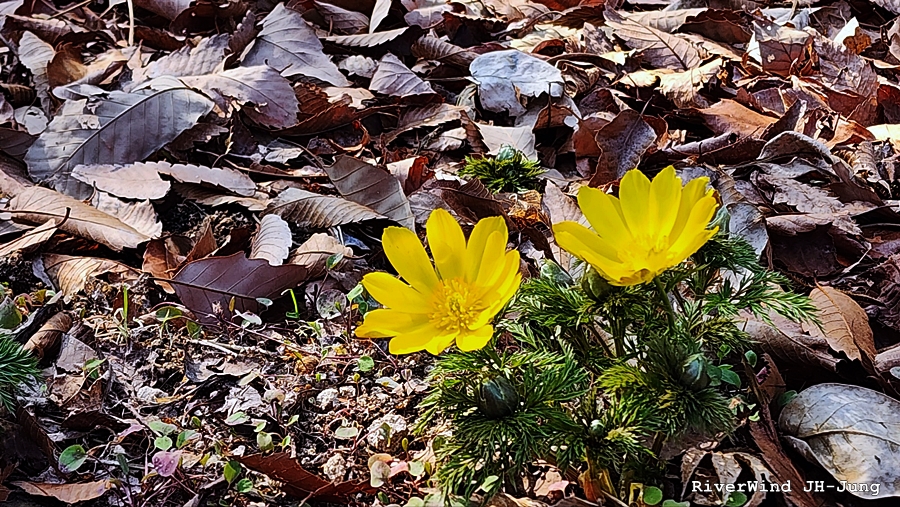 금잔화