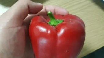 피망 재배 파종 시기 지주 설치 통풍 확보 병해 예방_11