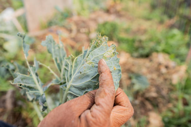 감염이 잘 되는 주요 경로