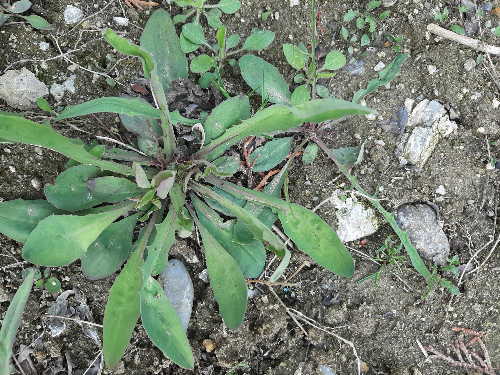 씀바귀가 뿌리를 중심으로 퍼지며 자란 모습