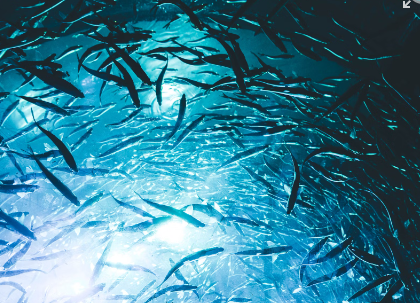 오메가 3 많은 음식 리스트