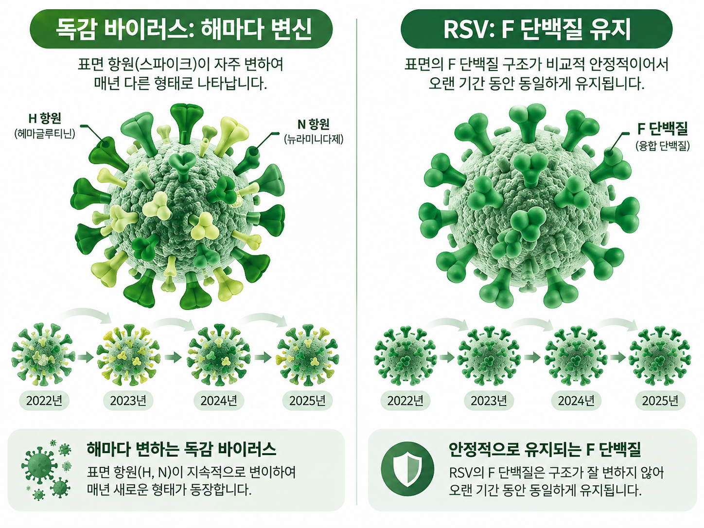 독감 백신 RSV 백신 차이 바이러스 변이