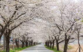  주산벚꽃축제 기본일정과 프로그램 소개