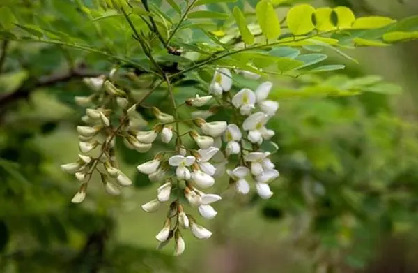 아카시아꽃 부작용