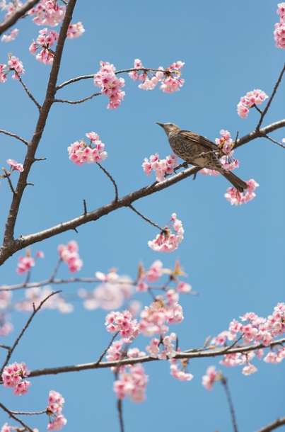 서울에서 즐기는 벚꽃 여행 &ndash; 도심 속 핫스팟 Best 5