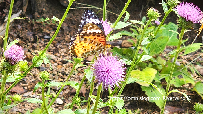 개엉겅퀴, 대계(大薊), Cirsium japonicum, Japanese thistle