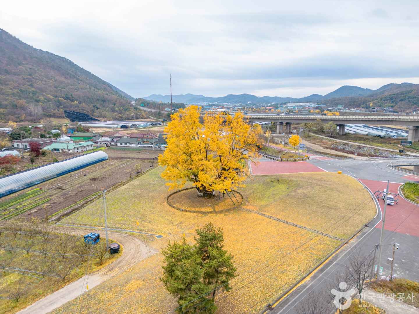 요광리 은행나무