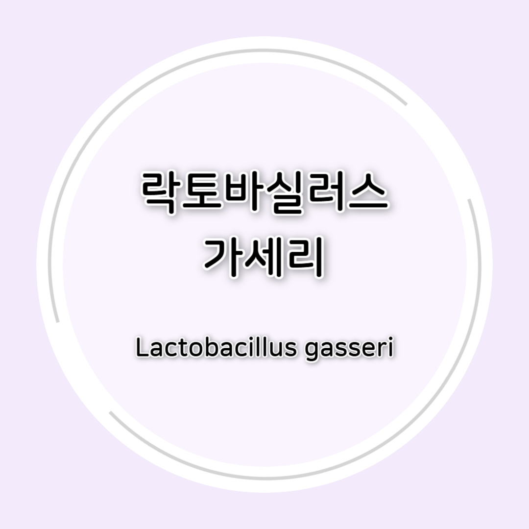 락토바실러스 가세리(Lactobacillus gasseri) 효능 총정리