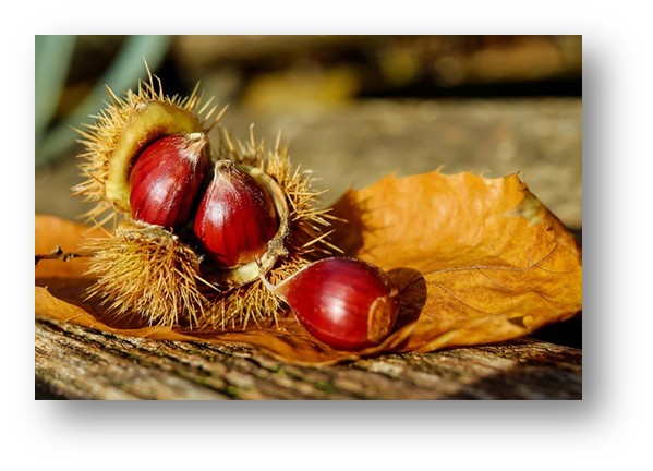 달콤하고 포슬포슬한 영양 간식인 밤