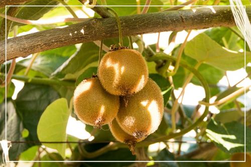 참다래 칼로리 영양성분