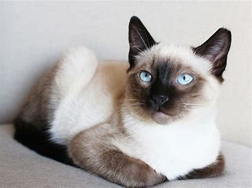 시암 고양이 관련 이미지