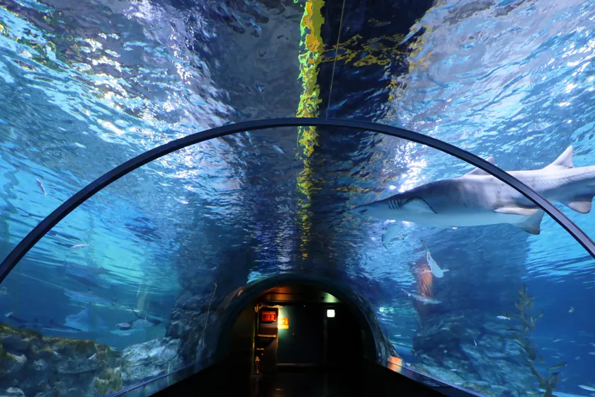 코엑스 아쿠아리움 터널 이미지