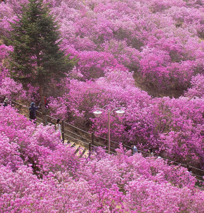 당일치기꽃여행