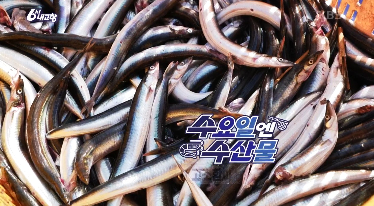 6시내고향 속초 양미리를 갓 잡아 올린 모습