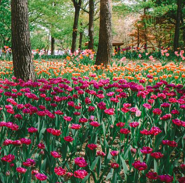 서울숲튤립2