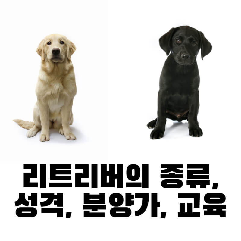 리트리버의 종류, 성격, 분양가, 교육