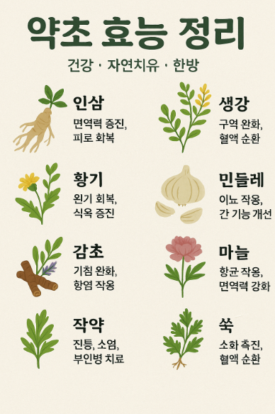 약초 효능 정리