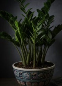 돈나무 키우는법