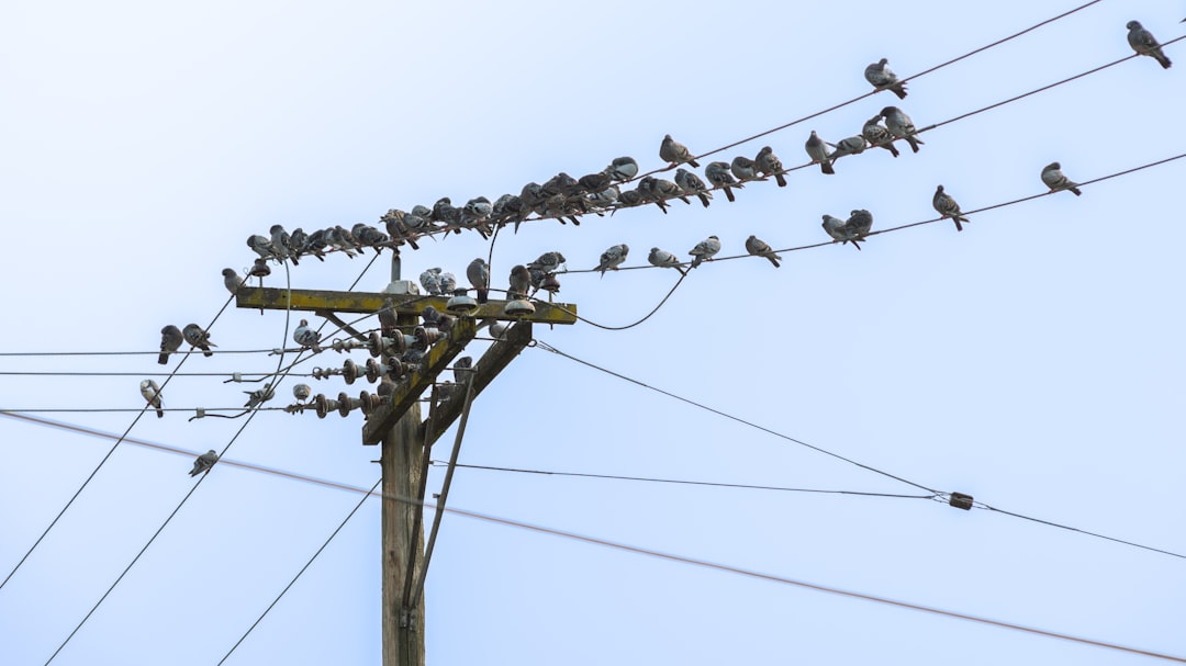 Utility
