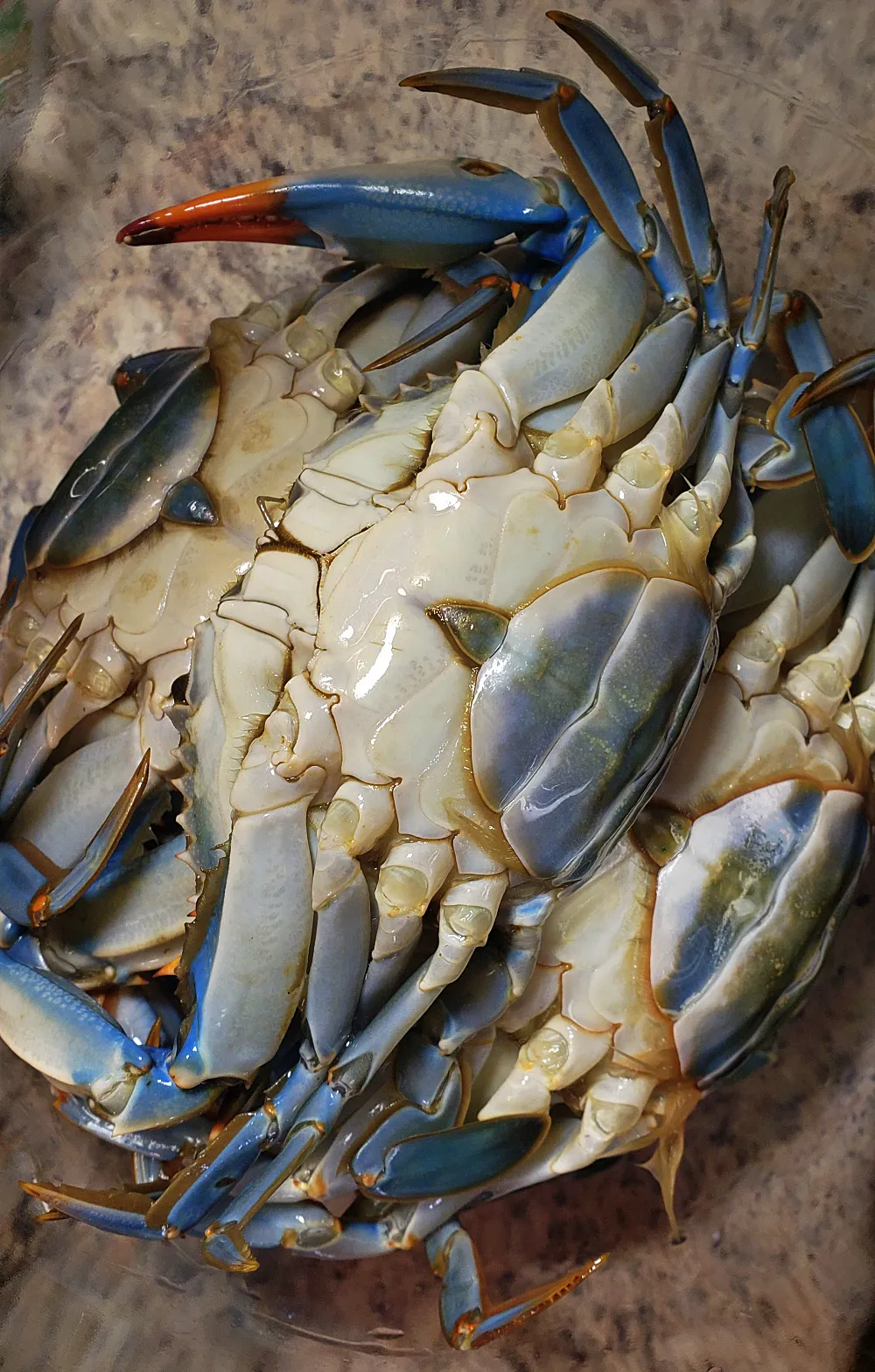 블루크랩 배