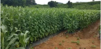 참깨 재배 돌려짓기 도복 방지 탈립 주의_5