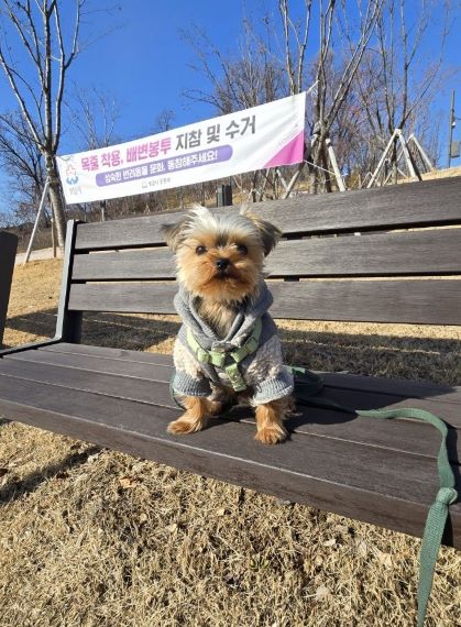공원 의자에 늠름하게 앉아 있는 요크셔테리어 사진