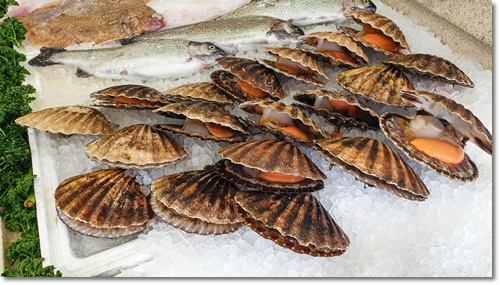 조개류 해감 빼는 법 미세플라틱 잘 제거