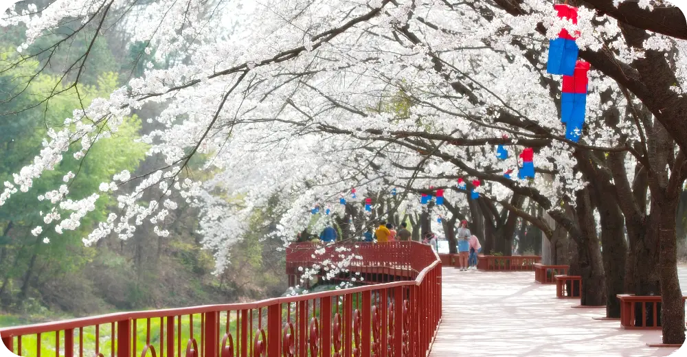 에덴벚꽃길 사진