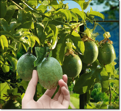 패션후르츠 먹는 법