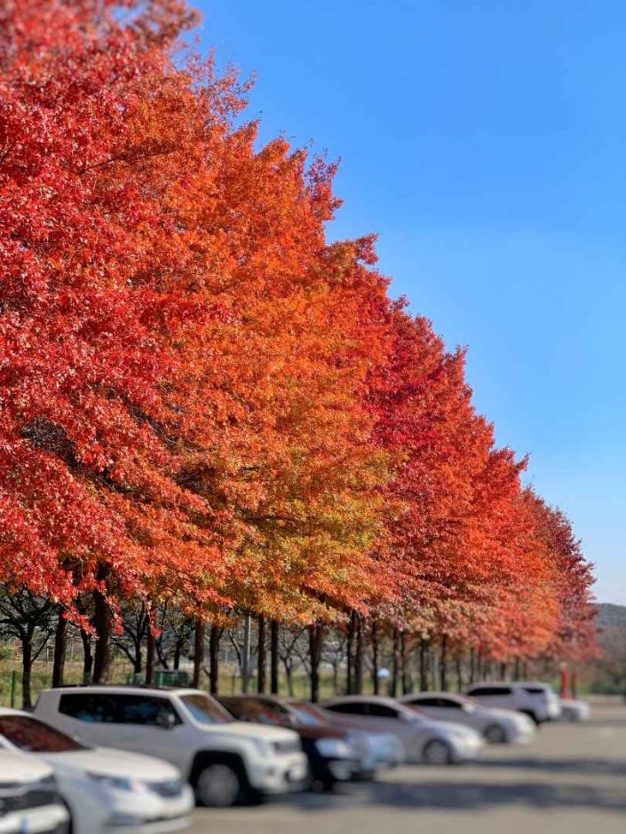 베어트리파크 단풍 축제