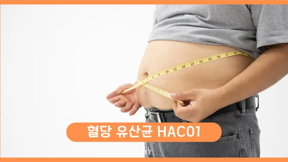 혈당 유산균 HAC01