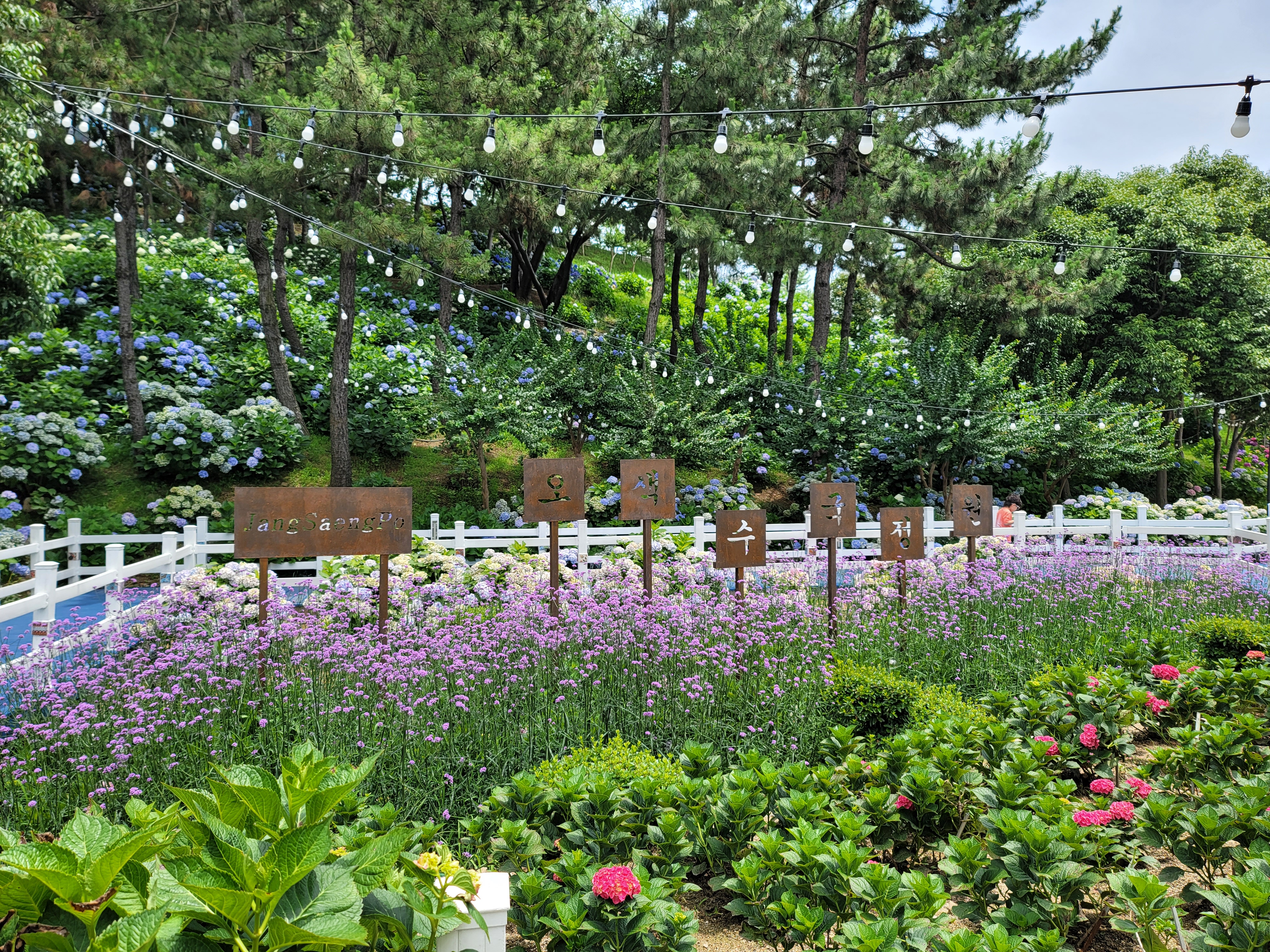 장생포 고래문화마을 오색수국정원